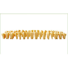 TM-D9 Twice Permanent Teeth Model